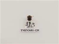 藏品(黑紋龜金花蟲)的圖片